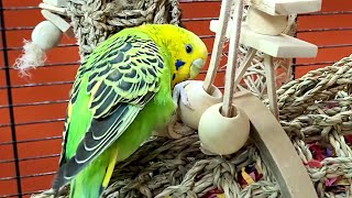 7 Hours Of Budgie Sounds