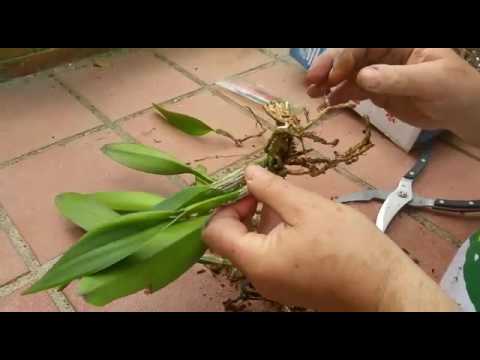 Vídeo: Pots dividir la tiarella?