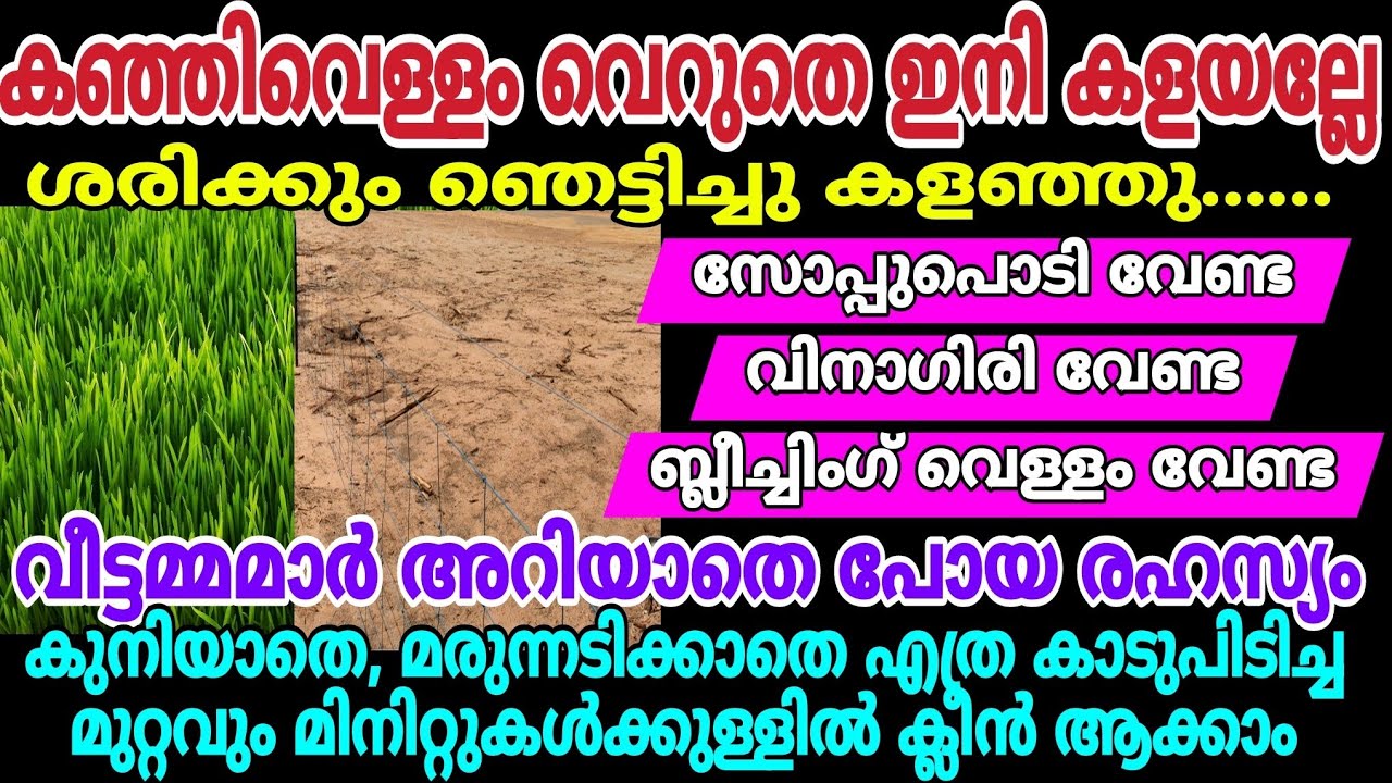 എത്ര കാടുപിടിച്ച മുറ്റം ക്ലീൻ ആക്കാൻ ഇനി കഞ്ഞിവെള്ളം മതി | കഞ്ഞിവെള്ളത്തിൽ ഇത്രയും ശക്തിയോ#cleaning