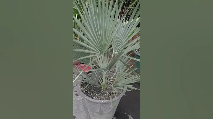 My  Beautiful potted Copernicia.