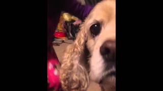 A Night In The Life Of Milo - 20160310
