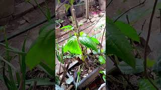 Semilir angin di kebun siang ini 😊😊 #iasfamily #ceritahariini