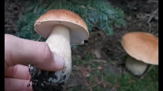 Boletus Edulis - 2023.11.14. - Hungary, Nagykanizsa by illeskesee 1,177 views 5 months ago 46 seconds