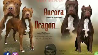 American Pit Bull Terrier Canil Red Minas