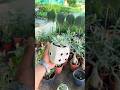 Saculent 😊#plants #garden #shorts