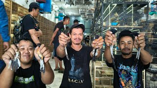 MAKIN ANCUR HARGA MURAI BATU DIKIOS INI !!! MURAI TROTOL DAN GACORAN MAKIN MURAH