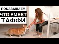 Таффи хвастается перед гостями командами 😂 Готовлю хумус и даю кефир кукурузе🐶 ВЕЛЬШ КОРГИ