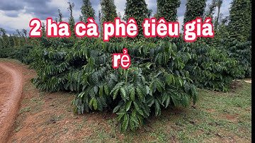 2 Ha Cà Phê Tiêu Giá 2,5 Tỷ 