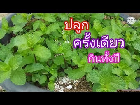 วีดีโอ: การขยายพันธุ์สะระแหน่ – เมื่อใดควรตัดจากสะระแหน่เพื่อปลูก