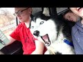 Huskies are DRAMA QUEENS and Hilarious! | FUNNIEST Animals Video 2023