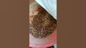 Big granules peach gum color sorting video