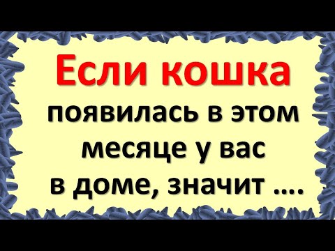 Если кошка появилась в этом месяце у вас в доме, значит …. . Магия кошки