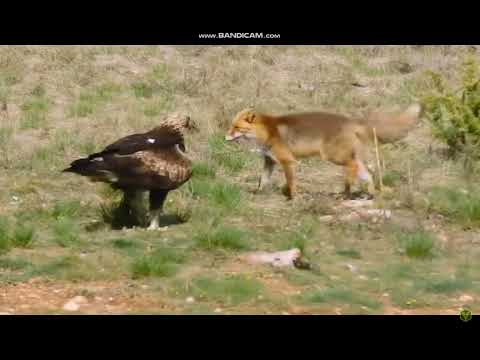 Видео Беркут против волка
