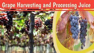 Amazing Grape Harvesting and Processing Grape Juice 🍇@Lokeshagrohub @mohitmotovloger #shorts