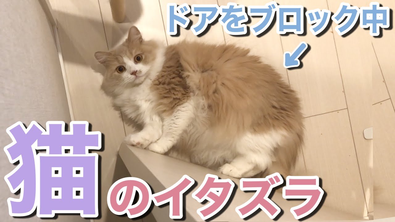 猫のイタズラ 飼い主をトイレに閉じ込めようとする猫 Youtube