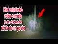 Bebé elefante se esconde detrás de un poste de luz