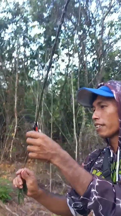 mikat burung #kemande #sogon #kemandekacamata