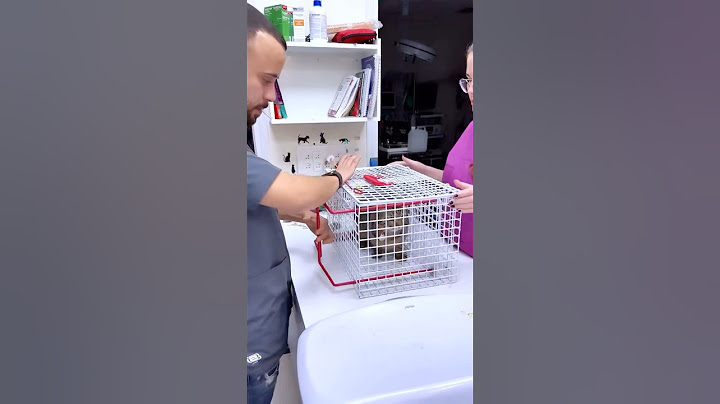 POV: Your cat thinks the vet is the Grim Reaper 👻🐈 #fyp #foryou #cat #cats #catshorts