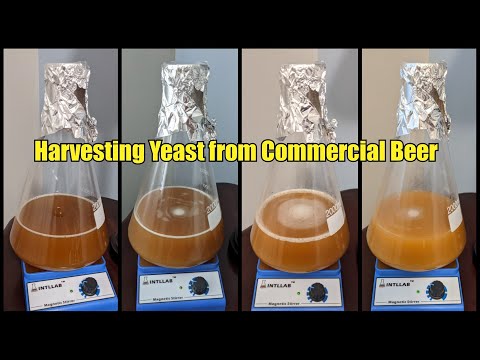 Harvest Yeast from Commercial Beer - Step by Step Instructions