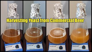 Harvest Yeast from Commercial Beer - Step by Step Instructions