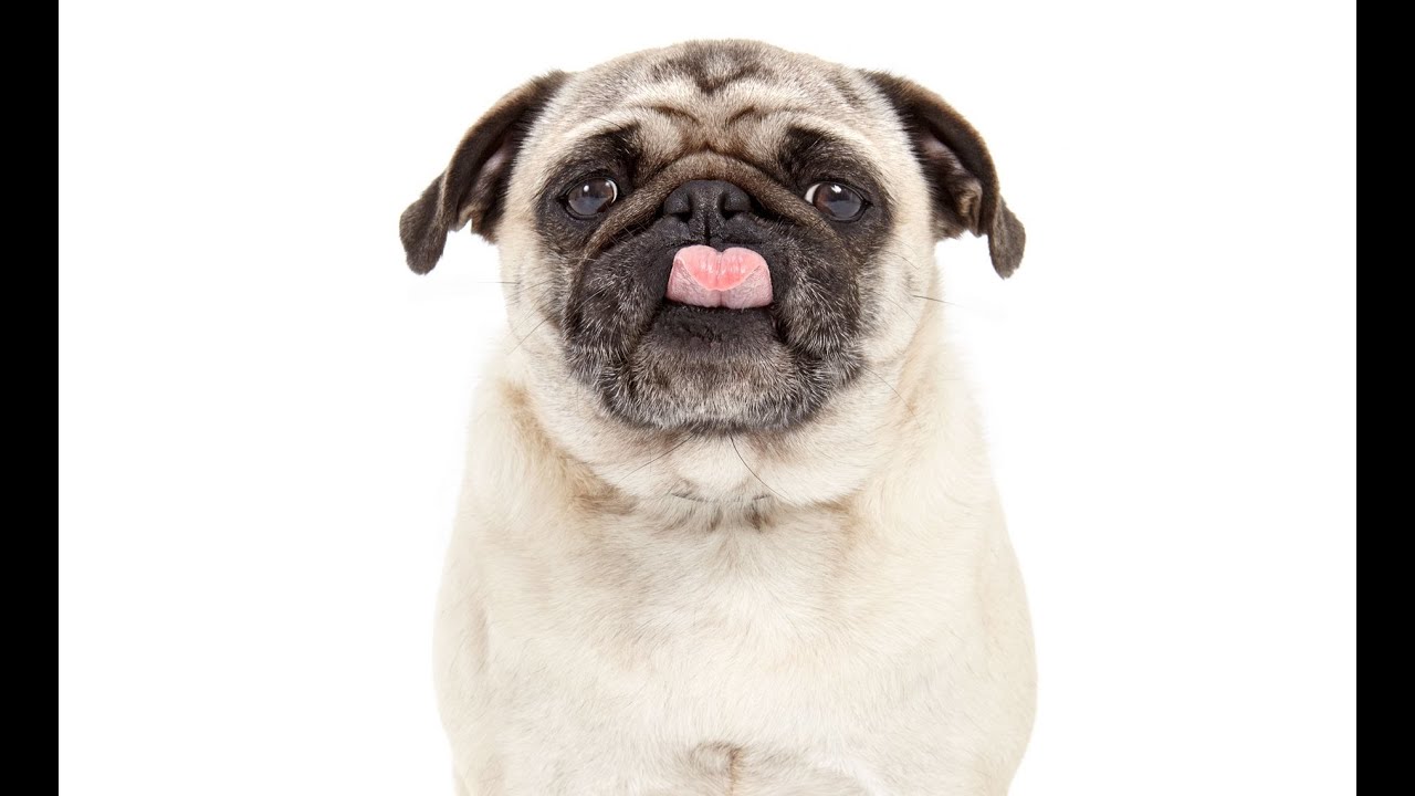 кто такой дядя мопс