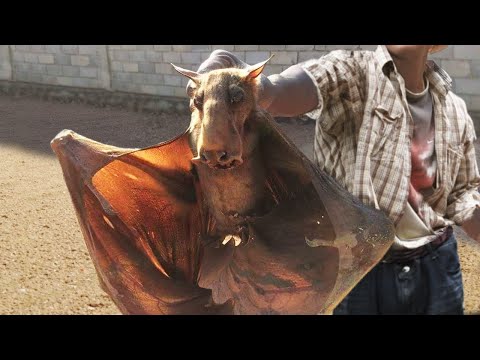 20 Most BIZARRE Bat Species