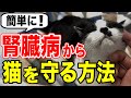 【この3つでOK】腎臓病から猫を守る方法を獣医師が解説します