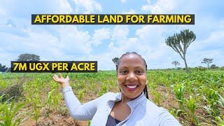 Affordable Land for Agriculture in Uganda (Crop farming \& Animal husbandry)