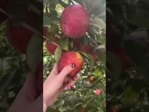 Videó: Mi az a chelani cseresznye – hogyan termesszünk „Chelan” cseresznyefajtát
