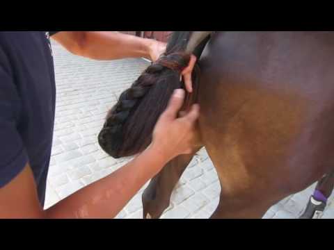 Video: Argentynse Polo Pony Horse Ras Allergene, Gesondheid En Lewensduur