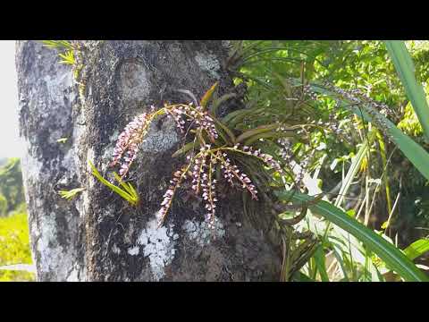 Lan đuôi chồn tím, một loài lan rừng đặc sắc của Lào | Foci