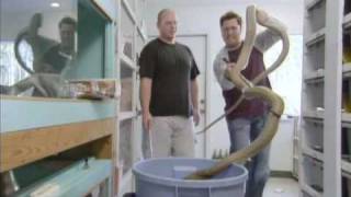 Presenter Drops King Cobra