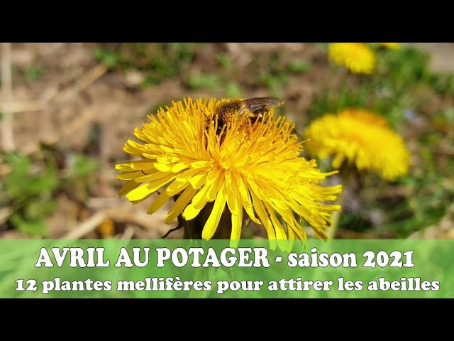 Elle pousse toute seule, se mange et fait venir les abeilles par dizaines. C’est la plante cool du moment