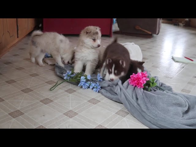 Baby video thumbnail