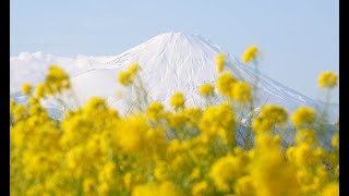 雪化粧した富士山と満開の菜の花