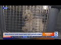 700 dogs rescued from puppy mill in Iowa; 53 available for adoption in Studio City