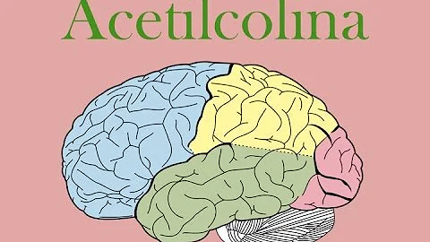 Qual é a função da acetilcolina?