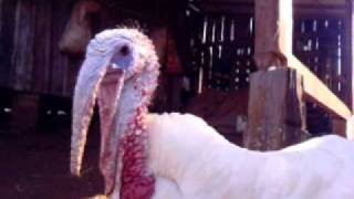Peru (turkey-cock)