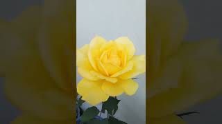#Beautiful#Roses#Flowers#🙏🙏