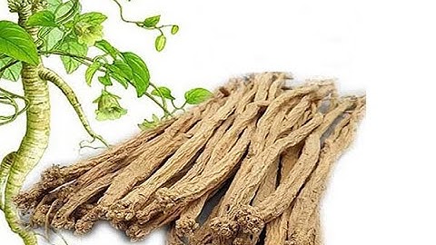 Tác dụng của vị thuốc Đảng sâm theo y học hiện đại và Y học Cổ truyền