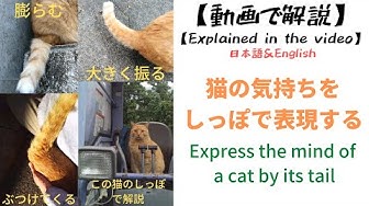 猫のしっぽ Youtube