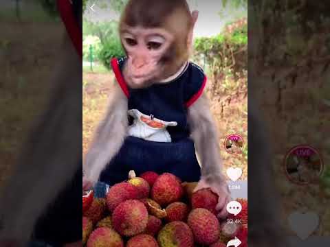 قرد اللي عندما ياكل شبه الانسان سبحان الله