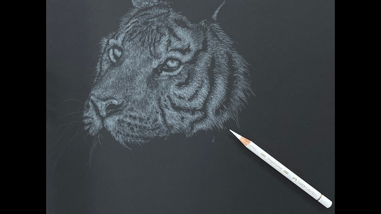 Tiger on black paper underway!