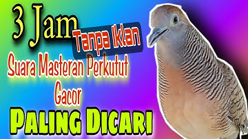 3 Jam Perkutut lokal gacor paling ampuh buat pancingan kutut