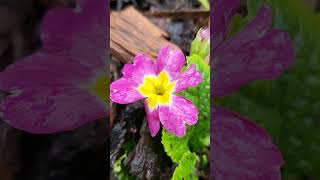 Download Lagu The awakening of spring (full video is out) MP3 Download Lagu The awakening of spring (full video is out) MP3