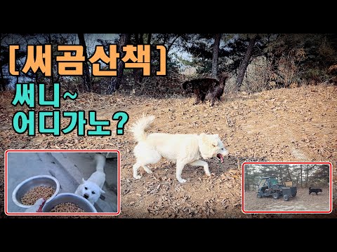 [써곰산책] <strong>써니</strong> 어디가노?