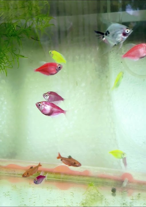 Glofish Tetra, Serpei Tetra, and Angelfish in one frame. 🩷💚💙 #fyp #aquarium #glofish #angelfish