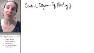 Transcription 2- Central Dogma