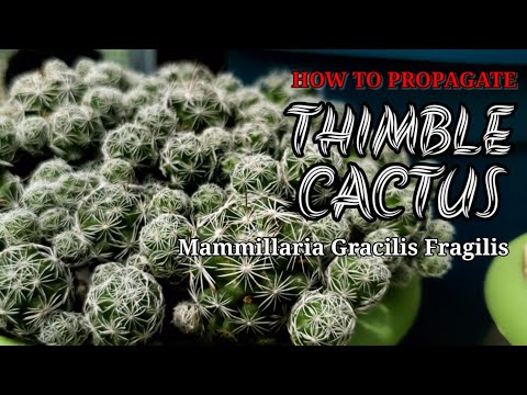 Video: What Is A Thimble Cactus - Lær at dyrke en Thimble Cactus Plant