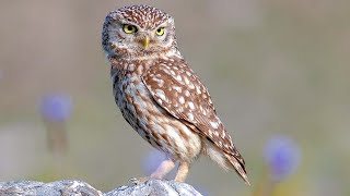 Little owl (Athene noctua) nest | male | female | chick
The little owl (Athene noctua), also known as the owl of Minerva, is a bird that inhabits much of the temperate and warmer parts of Europe, the Palearctic east to Korea, and north Africa.
It was introduced into Britain at the end of the nineteenth century and into the South Island of New Zealand in the early twentieth century.
This owl is a cavity nester and a clutch of about four eggs is laid in spring. The female does the incubation and the male brings food to the nest, first for the female and later for the newly hatched young.
As the chicks grow, both parents hunt and bring them food, and the chicks leave the nest at about seven weeks of age. More... https://indianbirds.thedynamicnature.com/2018/01/little-owl-athene-noctua.html
Scientific classificationedit
Kingdom: Animalia
Phylum: Chordata
Class: Aves
Order: Strigiformes
Family: Strigidae
Genus: Athene
Species: A. noctua
#Birds #Owl #YouTubeBirds Little owl (Athene noctua) nest | male | female | chick